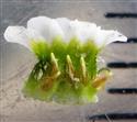  Stamens in opened corolla